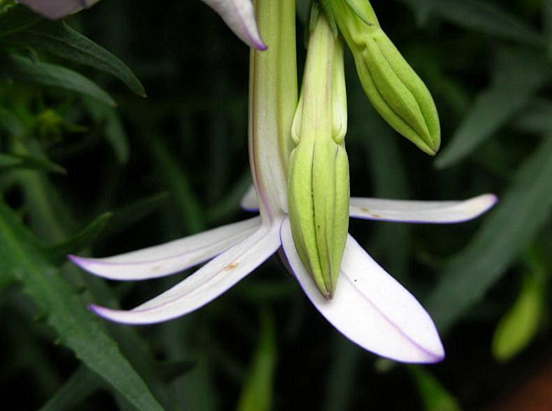 Laurentia axillaris (pianta coltivata)